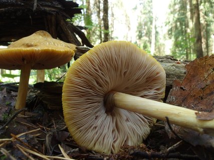Pluteus leoninus