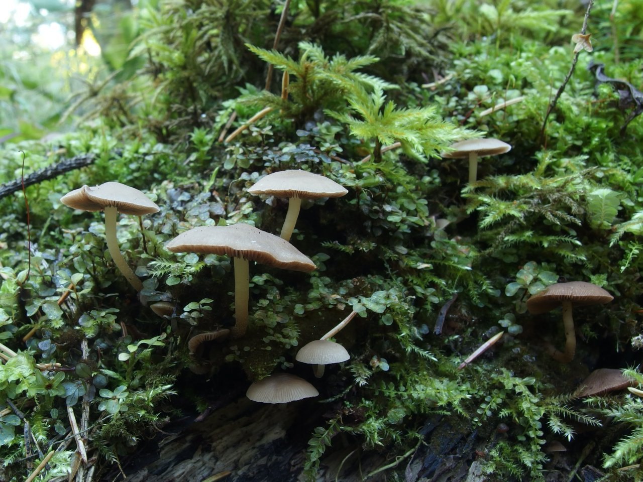 Psathyrella laevissima