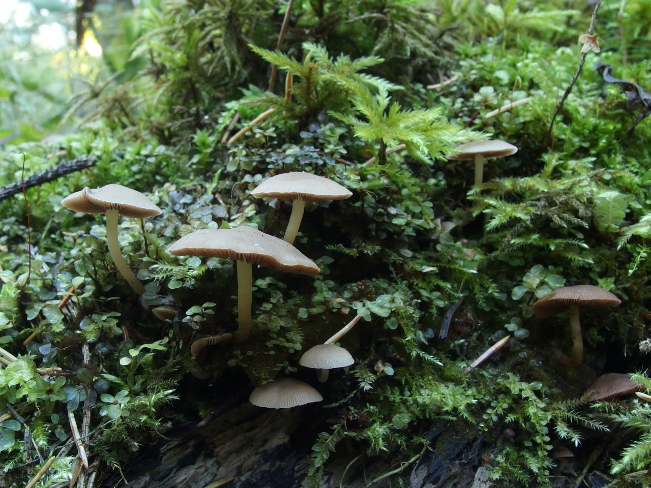 Psathyrella laevissima