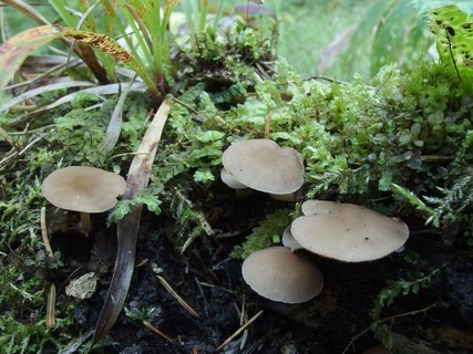 Psathyrella laevissima