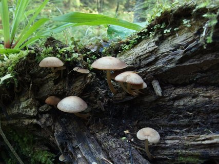 Psathyrella laevissima