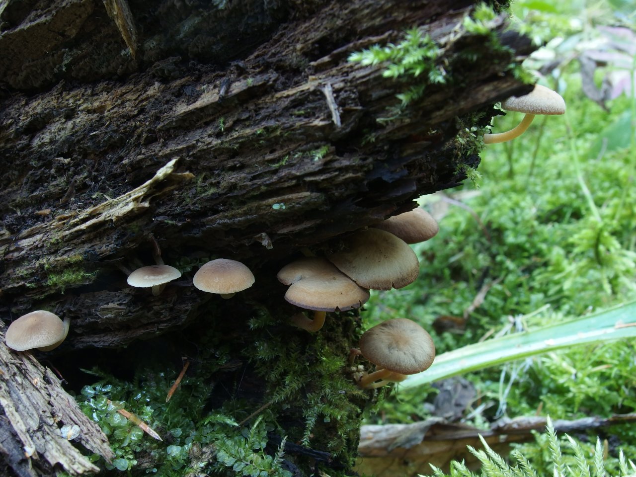 Psathyrella laevissima