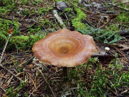 Picipes melanopus