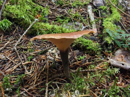 Picipes melanopus