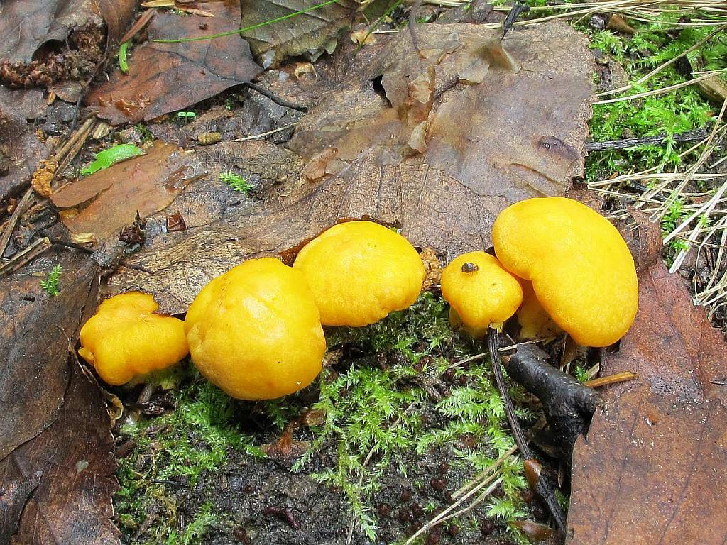 Cantharellus cibarius