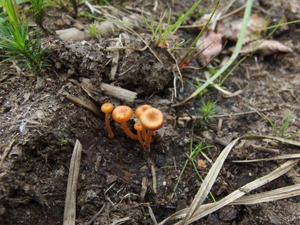 Rickenella fibula