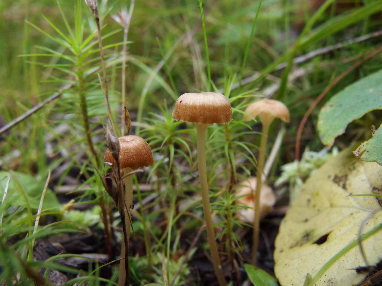 Rickenella fibula