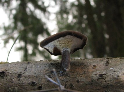 Polyporus brumalis