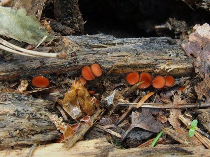 Scutellinia scutellata