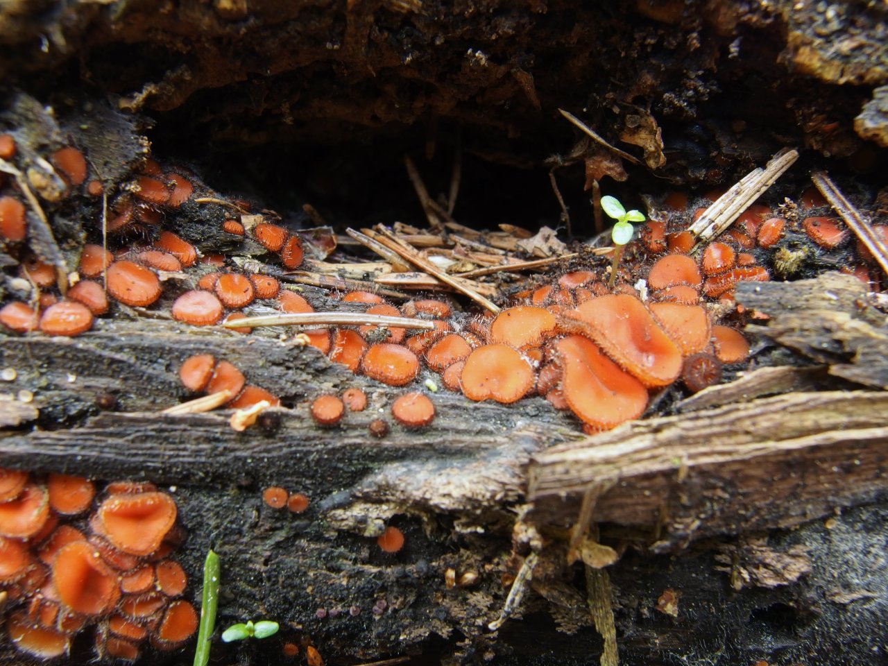 Scutellinia scutellata