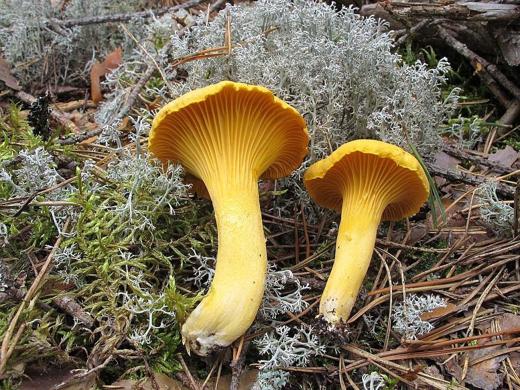 Cantharellus cibarius
