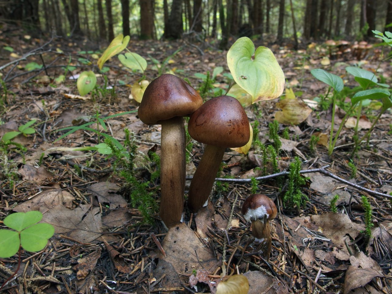 Tricholoma fulvum