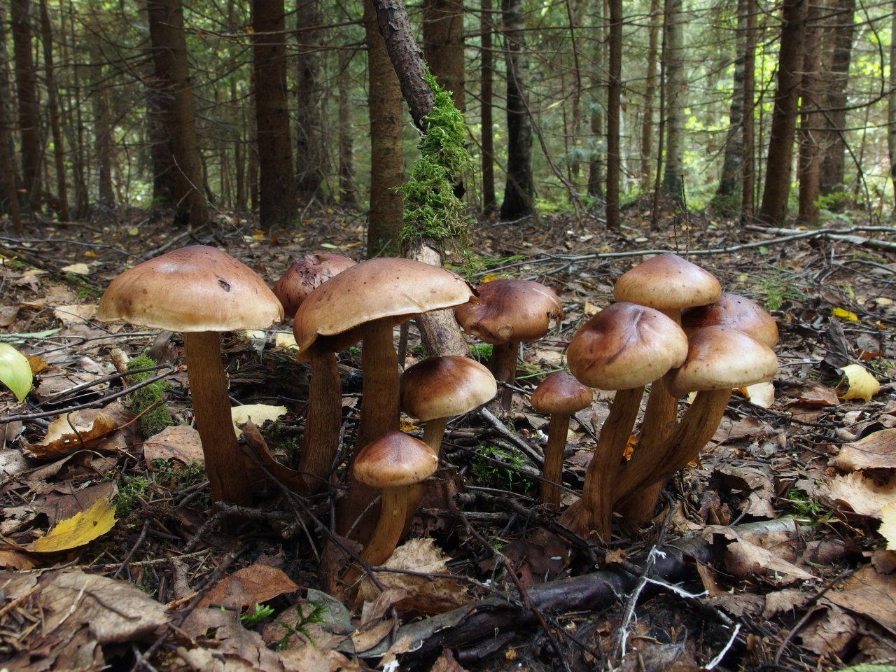 Tricholoma fulvum