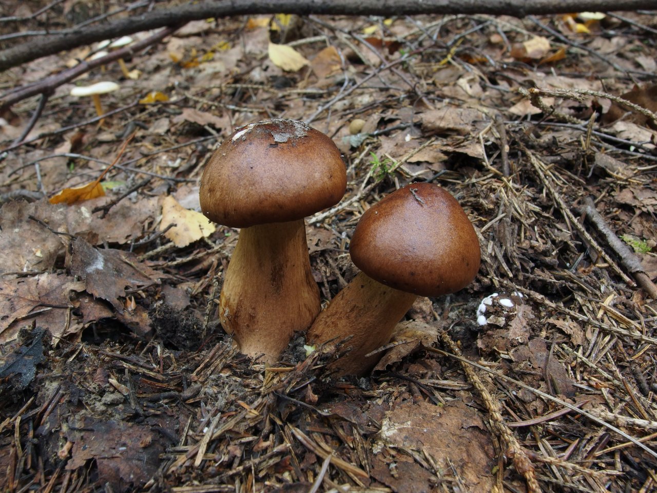 Tricholoma fulvum