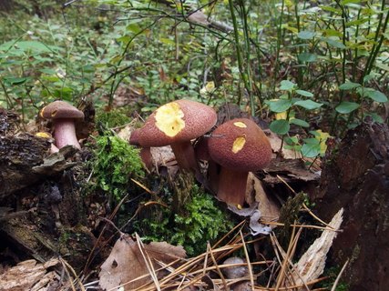 Tricholomopsis rutilans