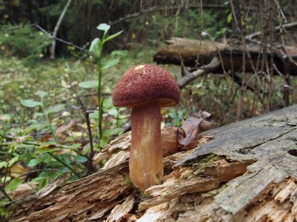 Tricholomopsis rutilans