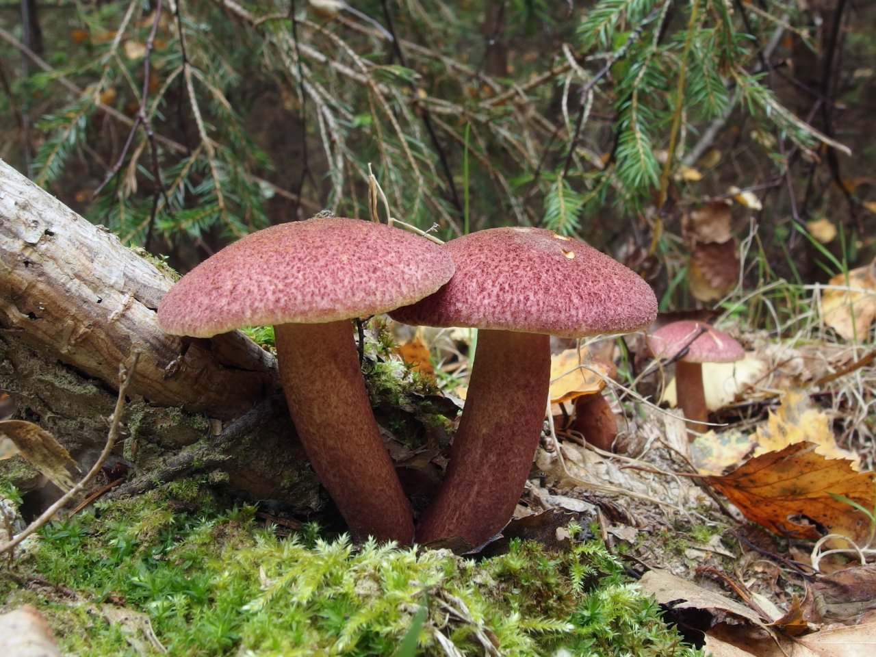 Tricholomopsis rutilans