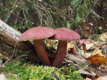 Tricholomopsis rutilans
