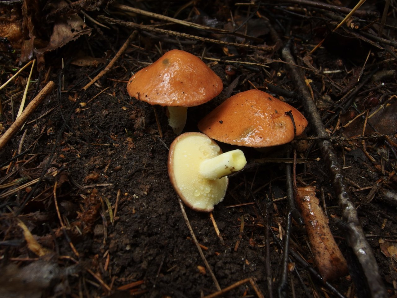 Suillus granulatus