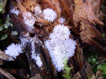 Ceratiomyxa fruticulosa