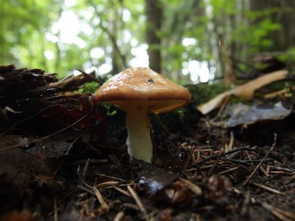 Suillus granulatus