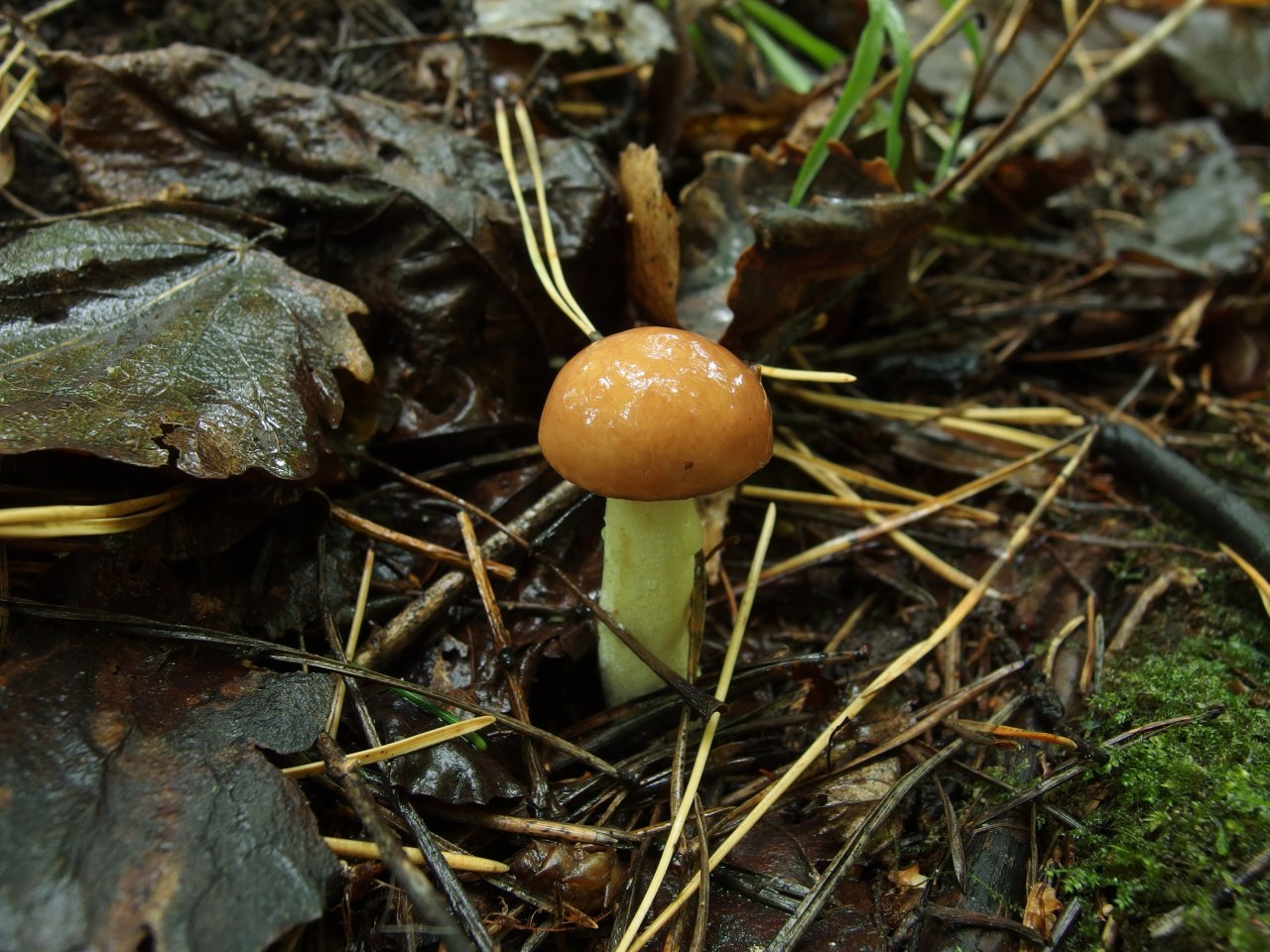 Suillus granulatus