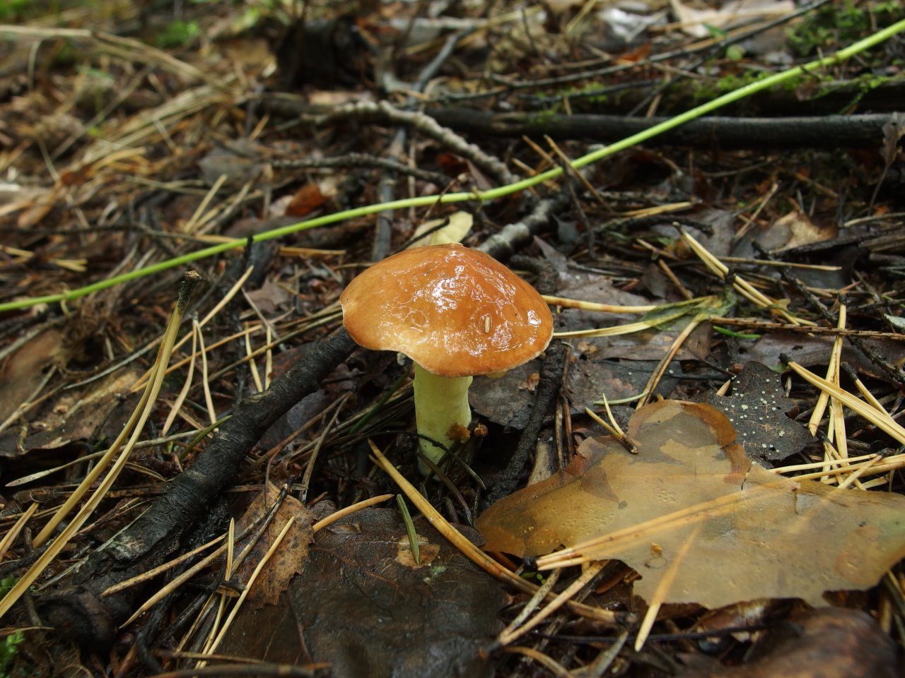 Suillus granulatus