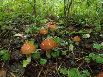 Suillus granulatus