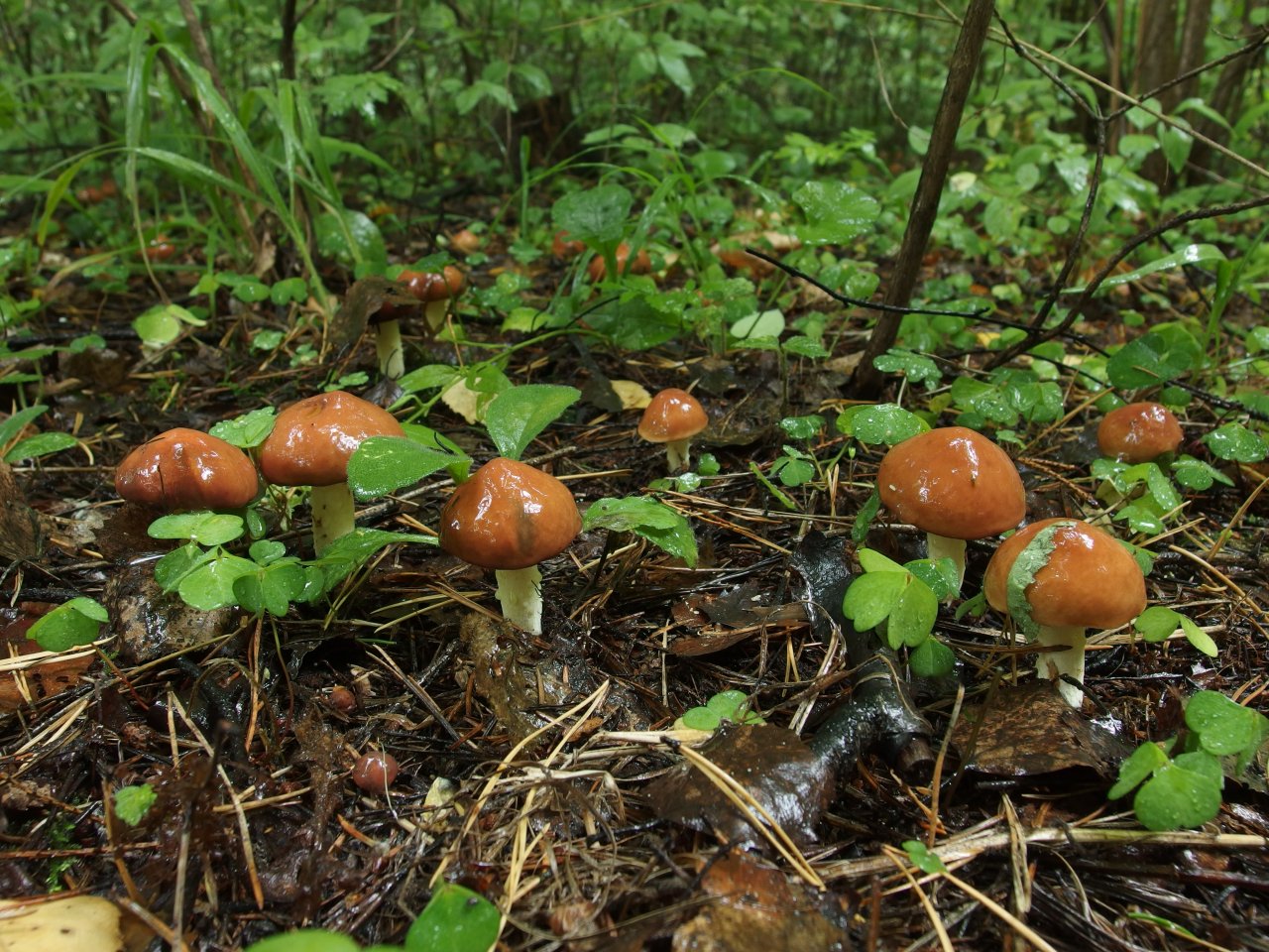 Suillus granulatus