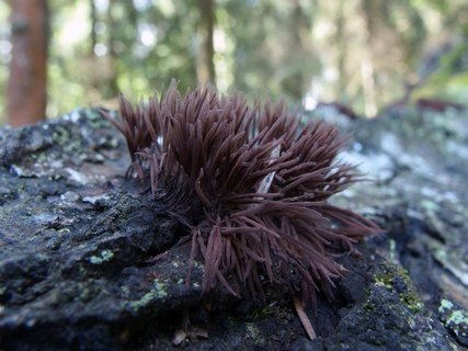 Stemonitis fusca