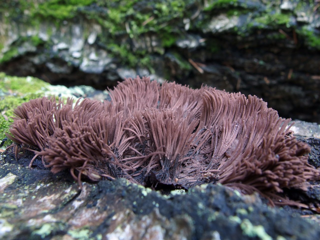 Stemonitis fusca