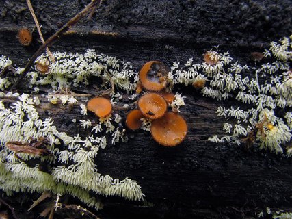 Ceratiomyxa fruticulosa