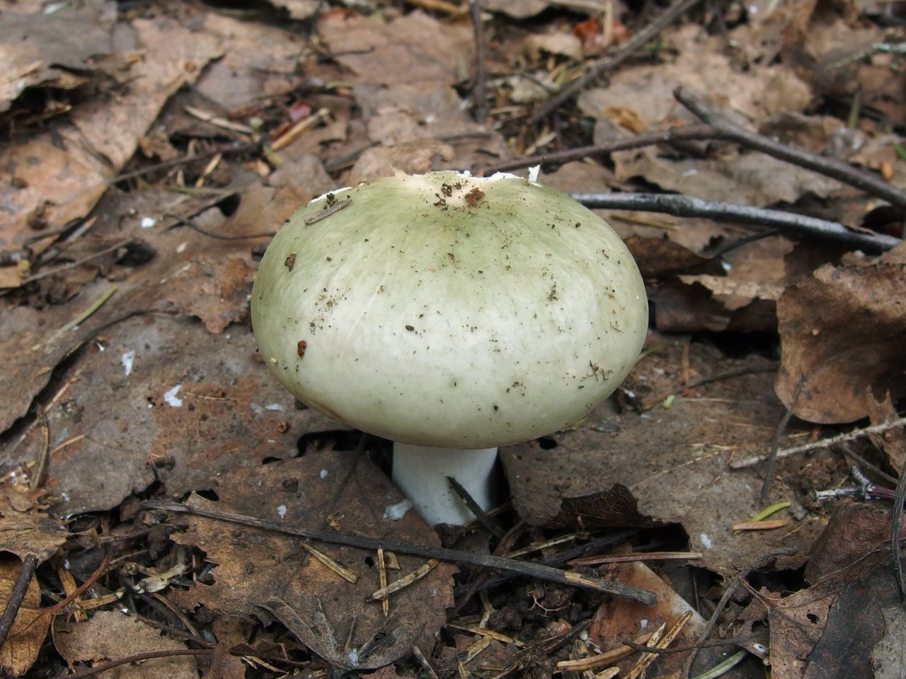 Russula aeruginosa