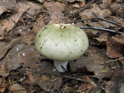 Russula aeruginosa
