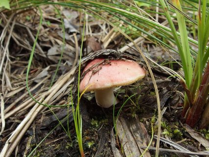 Russula betularum