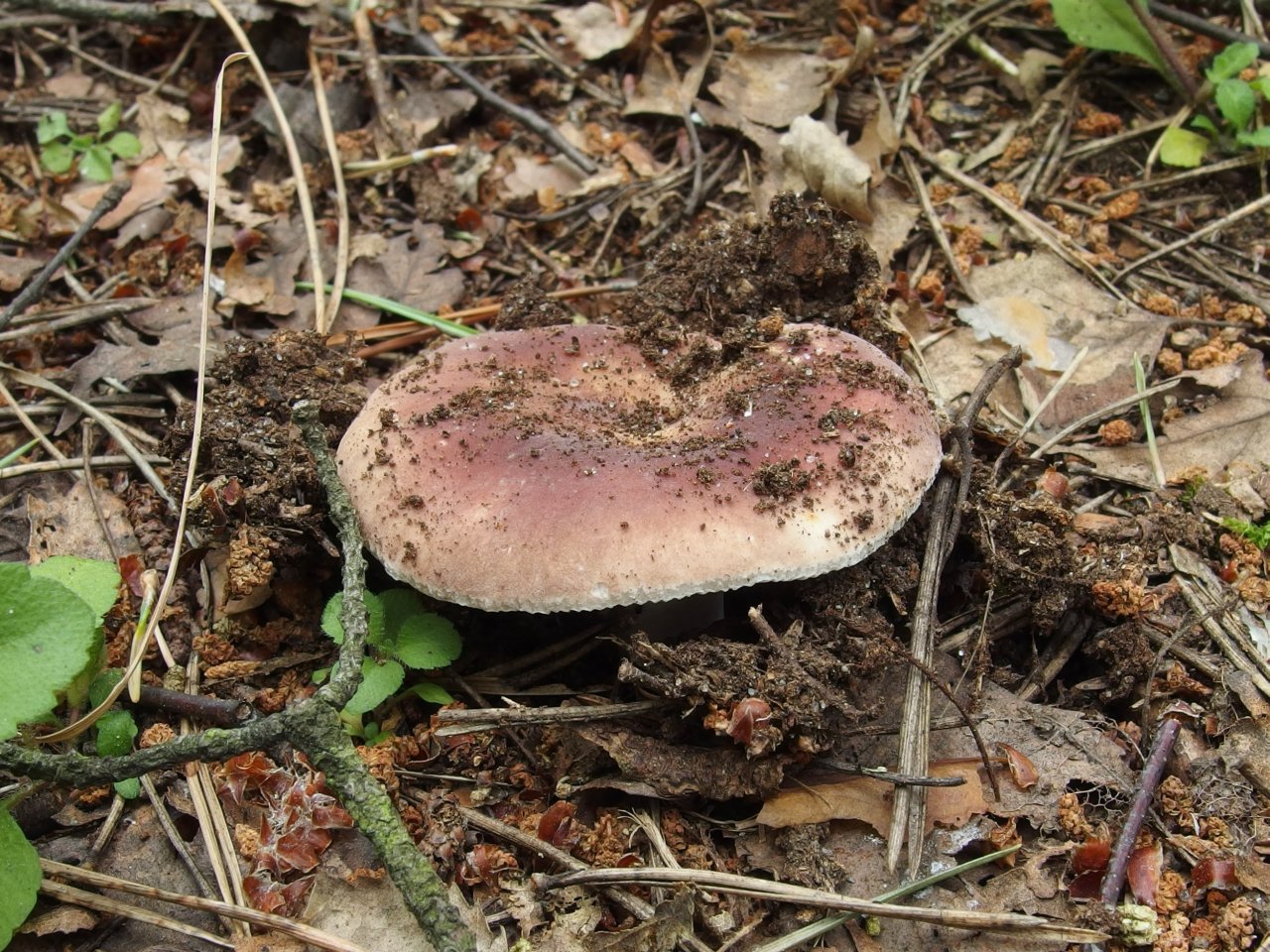 Russula vesca