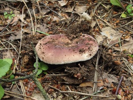 Russula vesca