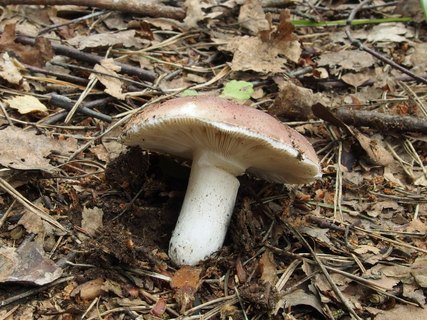 Russula vesca