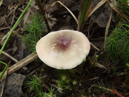 Russula fragilis