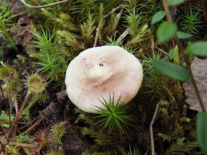 Russula fragilis