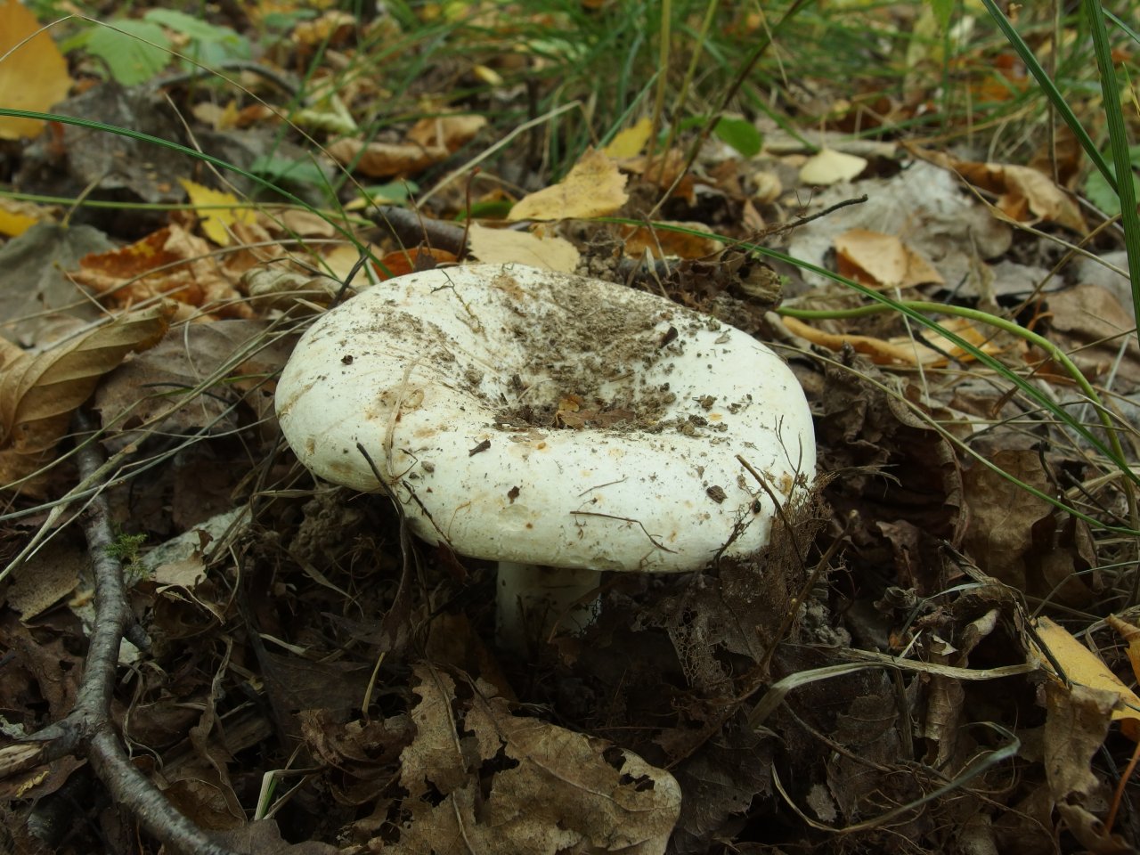 Russula delica