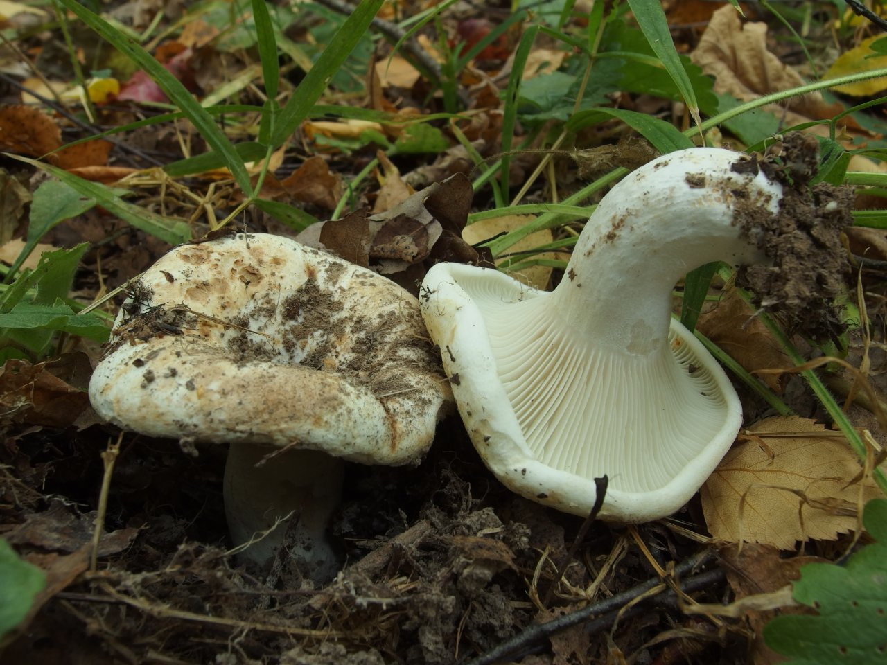 Russula delica