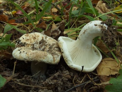 Russula delica