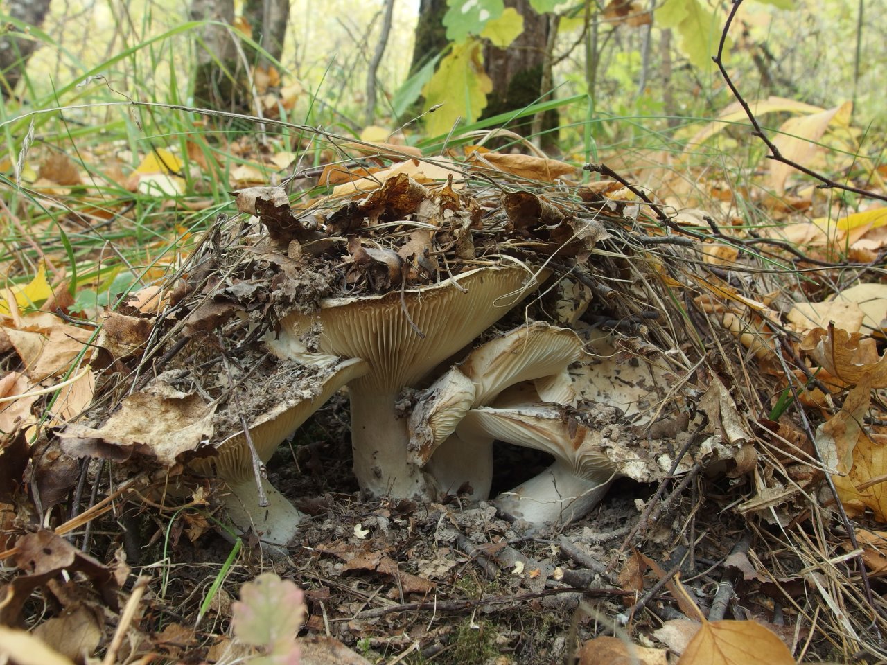 Russula delica