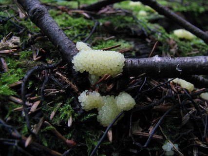 Stemonitis fusca