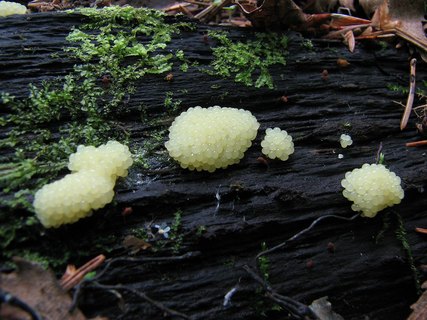 Stemonitis fusca