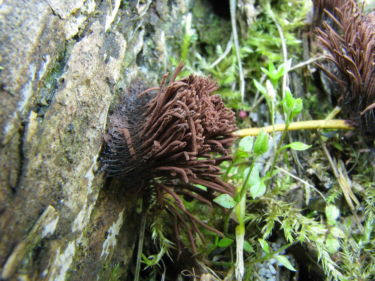Stemonitis fusca