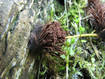Stemonitis fusca