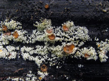 Ceratiomyxa fruticulosa