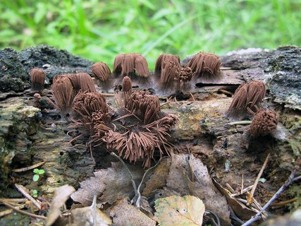 Stemonitis fusca